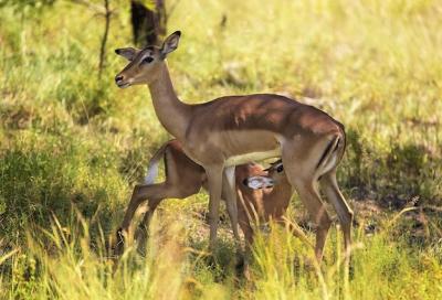 A Deer with a Baby on Its Back in a Field of Tall Grass – Free Stock Photo, Download Free