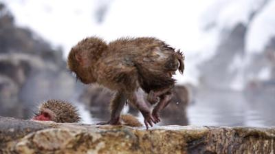 Monkey Running on Rock – Free Stock Photo for Download