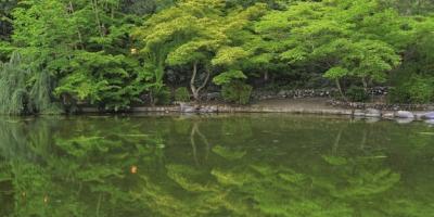 Reflection of Beautiful Green Trees in a Lake – Free Download