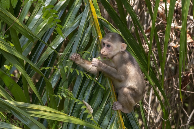 Monkey Sitting on Tree Branch – Free Download