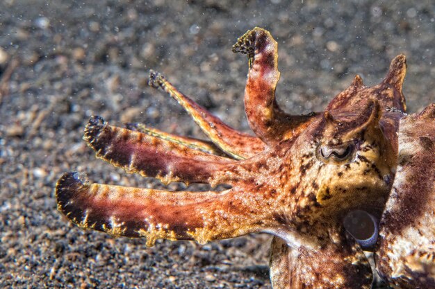 Squid and Cuttlefish Underwater on Black Lava Sand – Free Stock Photo for Download