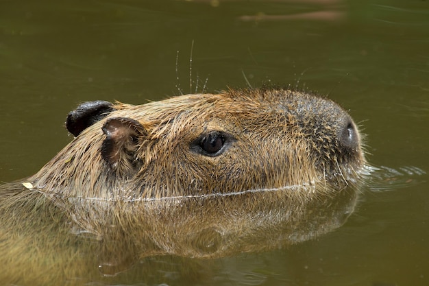 Capybara – Download Free Stock Photo