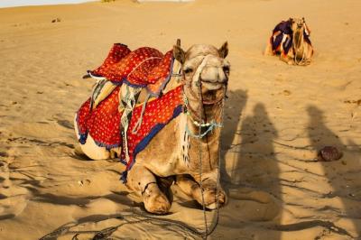 Stunning View of a Camel on Desert Sand – Free Download