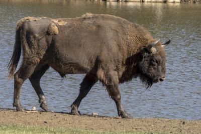 Stunning Summer Portrait of a European Bison – Free Download