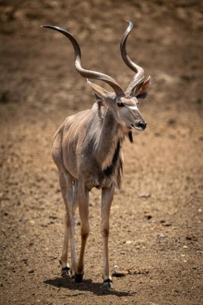 Male Greater Kudu Walking Across Rocky Terrain – Free Stock Photo, Download Free