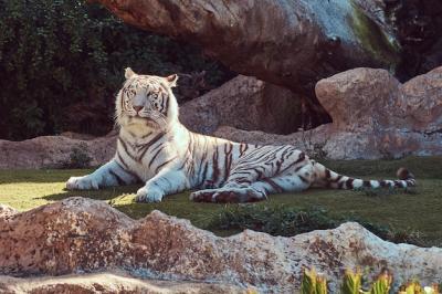 A Majestic White Bengal Tiger in the Shade – Free Download