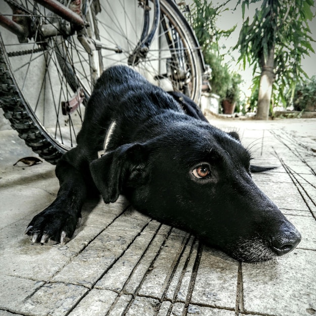 Close-up of a Black Dog Lying Down – Free Stock Photo, Download Free