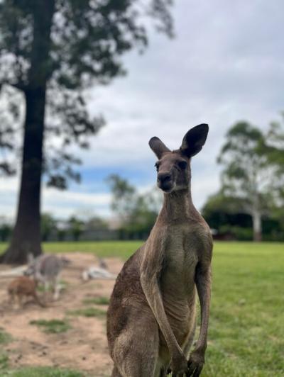 Beauty Kangaroo – Free Stock Photo Download