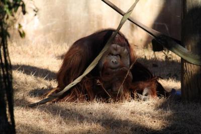 Captivating Close-up of an Orangutan in a Zoo – Free Stock Photo Download