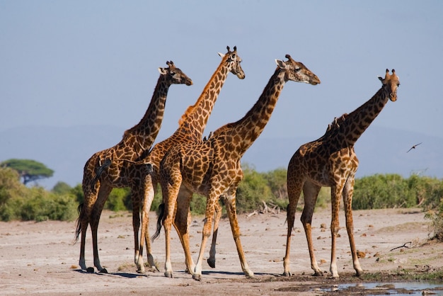 Giraffes at the Watering Hole – Free Stock Photo for Download