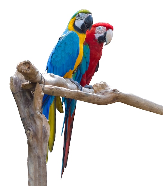 Blue and Red Macaw Parrots on Branch – Free Stock Photo for Download