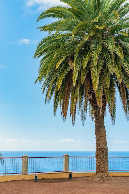 Beautiful Green Palm Tree on a Cliff Against a Blue Sunny Sky – Free Stock Photo for Download