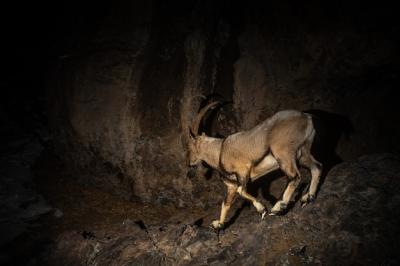 Bezoar Goat in Natural Habitat – Bezoar Ibex Capra Aegagrus | Free Download