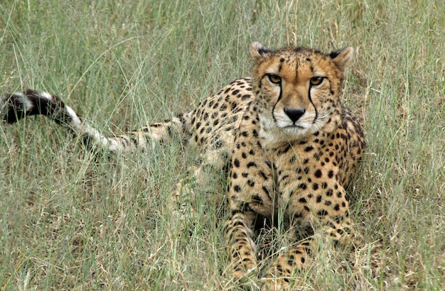 Fierce Cheetah Lying in a Grass Field – Free Stock Photo for Download