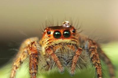 Close-Up of Spider – Free Download for Stock Photo