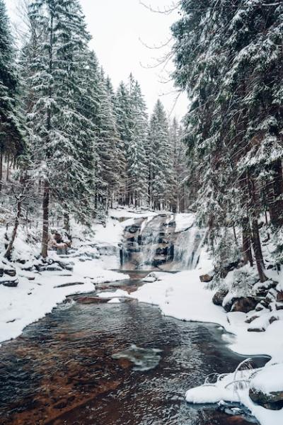 Stunning Vertical Shot of a Snow-Covered Forest with Tall Trees – Free Stock Photo, Download for Free