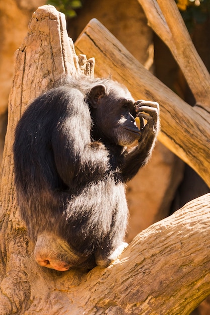 Chimpanzee – Download Free Stock Photo