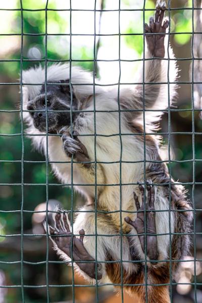 Funny Monkey Behind Mesh Fence – Free Stock Photo for Download