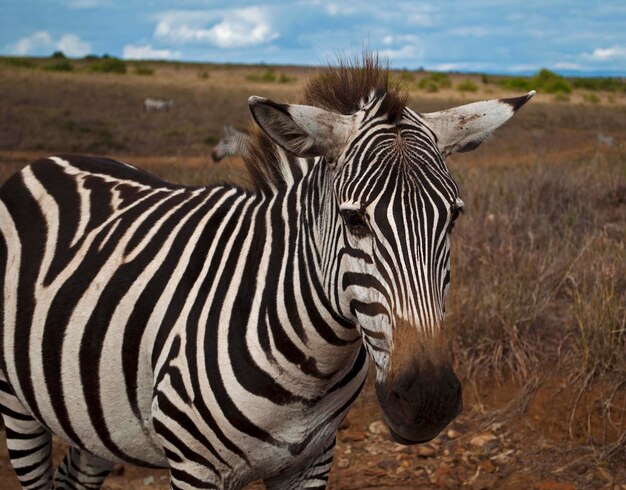 Close-up of Zebra Standing on Field – Free to Download