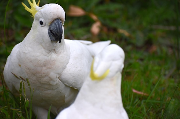 Close-up of a Bird on Field – Free Download