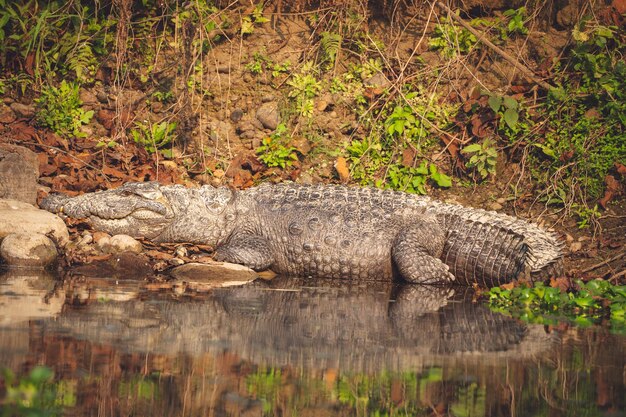 Close-up of Crocodile – Free Download Stock Photo