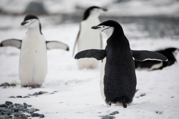 High Angle View of Penguins on Snow Covered Land – Free Stock Photo, Download Free