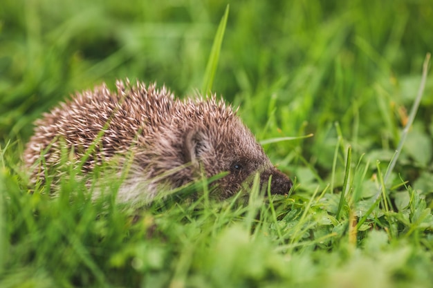 Close-up of Grass – Free to Download Stock Photo