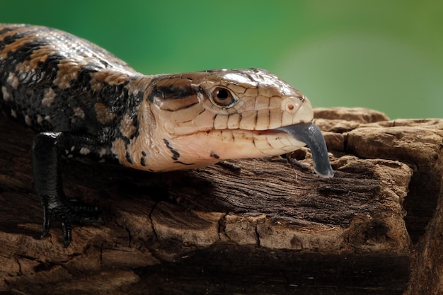 Close-up of Panana Lizards with Long Blue Tongues on Wood – Free Stock Photo, Download Free Stock Photo