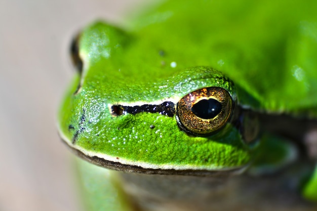 Close-up of Frog Outdoors – Free Download