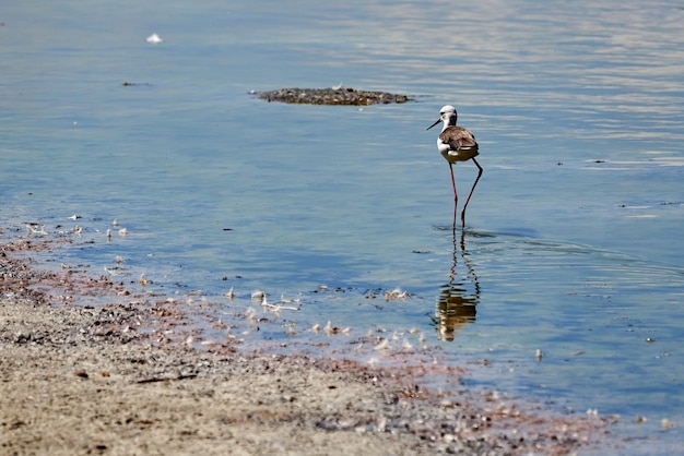 Common Stilt and Its Reflection at Raco de L’Olla in Valencia, Spain – Free Download