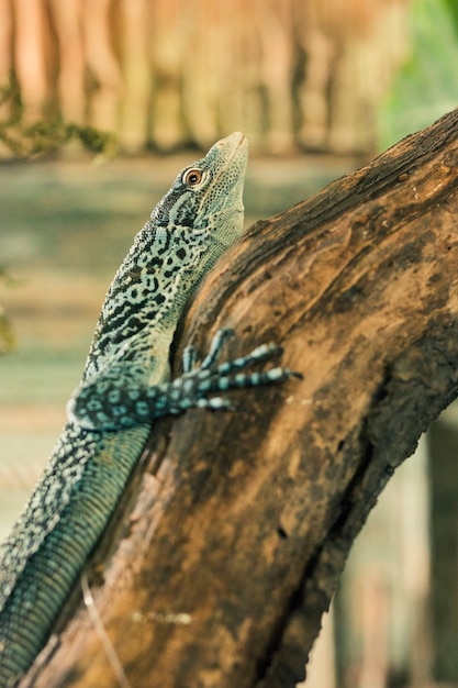 Lizard – Free Stock Photo for Download