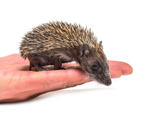 Youthful European Hedgehog on Human Hand – Free Stock Photo for Download