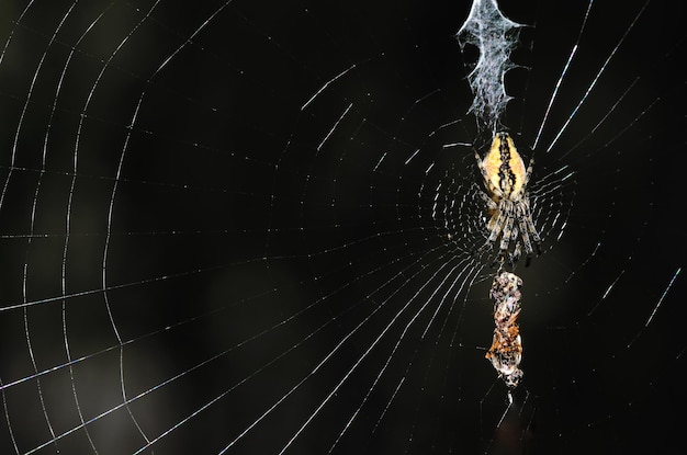 Spider in Web with Prey – Free Stock Photo, Download Free