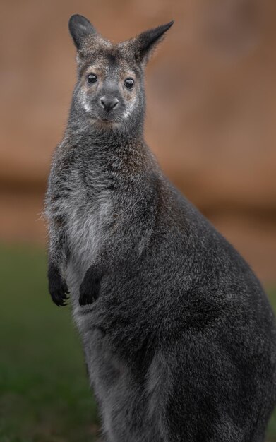 Rednecked Wallaby – Free Stock Photo for Download