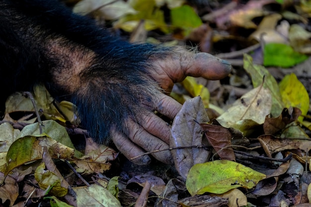 Monkey’s Hand Surrounded by Green and Yellow Leaves – Free Download