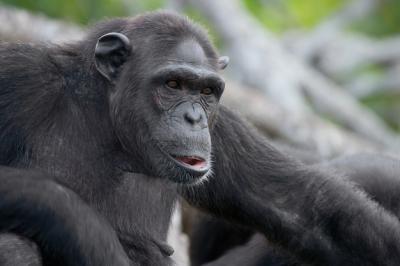 Male Chimpanzee Close-Up Portrait – Free Download