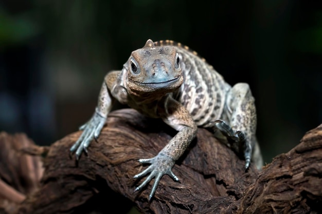 Rhinoceros Iguana (Cyclura cornuta) Close-Up on Branch – Free Stock Photo for Download