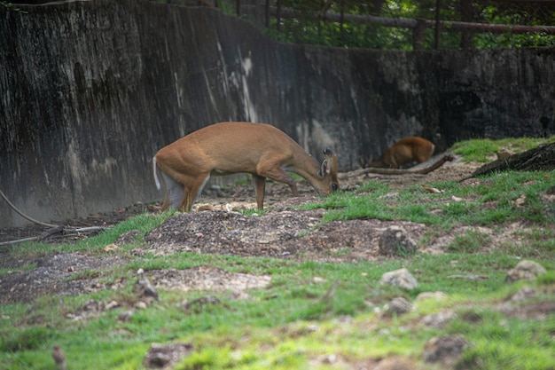 Deer in a Forest – Free Stock Photo for Download