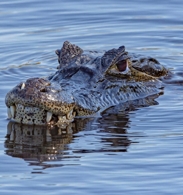 Alligator in the River – Free Stock Photo for Download