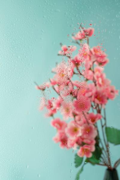 Beautiful Flowers Behind Humidity Glass – Free Stock Photo for Download