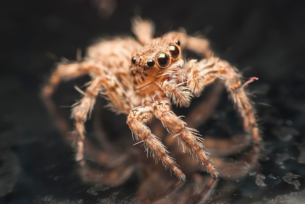 Jumping Spider – Free Stock Photo for Download