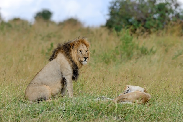 Lions in National Park of Kenya – Free Stock Photos for Download