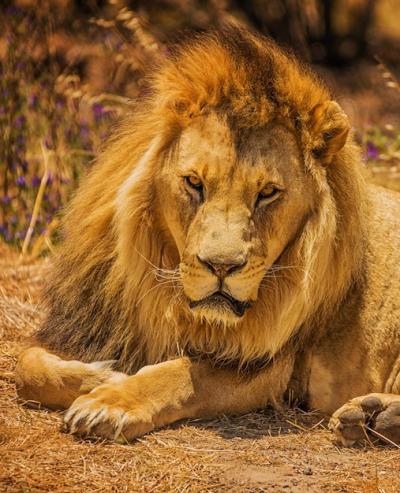 Close-up of a Lioness – Free Download, Download Free Stock Photo