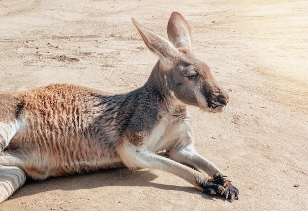 Beautiful Kangaroo Resting in the Sand – Free Stock Photo, Download for Free