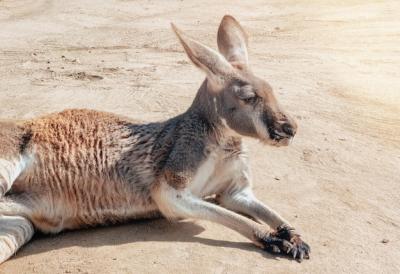 Beautiful Kangaroo Resting in the Sand – Free Stock Photo, Download for Free