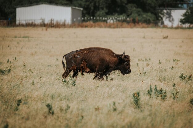 Bison Walking on Field – Free Stock Photo for Download