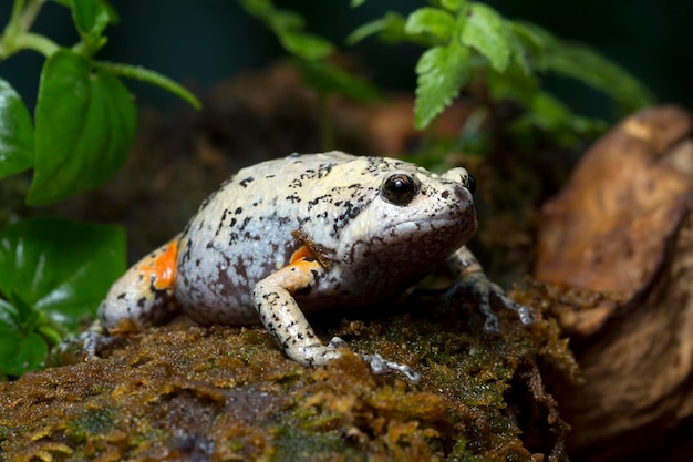 Kaloula Baleata Toad Closeup on Moss – Free Stock Photo for Download