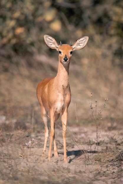 Deer Standing in a Field – Free Stock Photo for Download