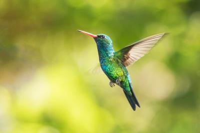 Close-up of a Bird in Flight – Free Stock Photos for Download