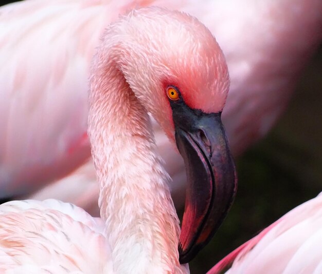 Close-up of Duck – Free Download Free Stock Photo